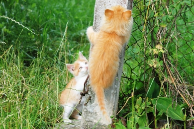 Котенок Лёвушка в хорошие руки, фото 3