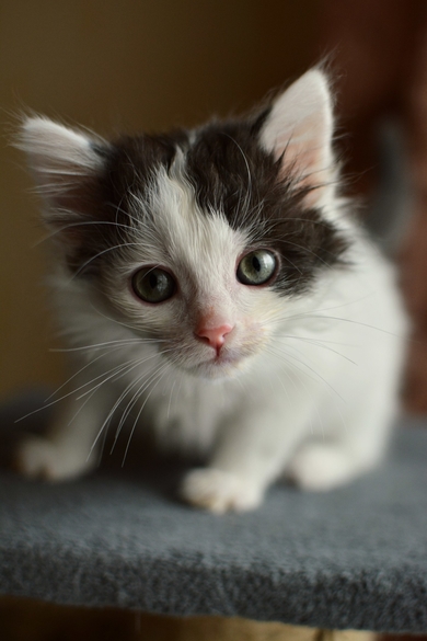 Маленькие, смешные, озорные котята ищут дом., фото 3