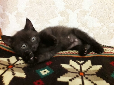 Кошечка 1,5 месяца в ответственные руки., фото 2