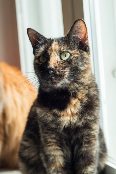 Кошечка Ника, фото 3