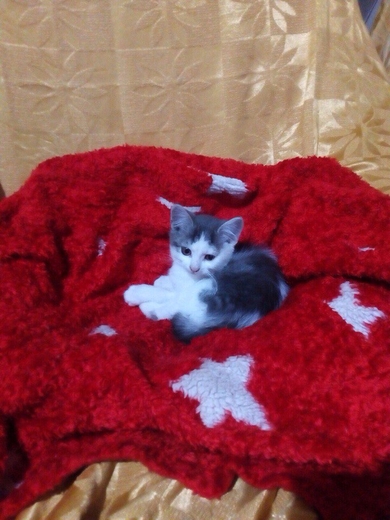 Котики мальчики в хорошие и ответственные руки.
