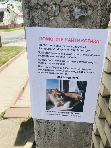 Потерялся кот 3 мая Северный посёлок Минск, фото 2
