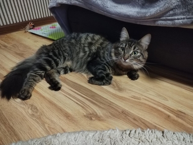 Потерялась кошка!!!, фото 2