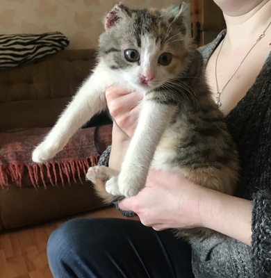 Очень красивый котенок в дар