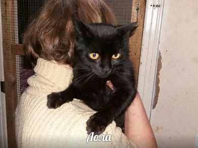 Кошечка Лола очень хочет домой!