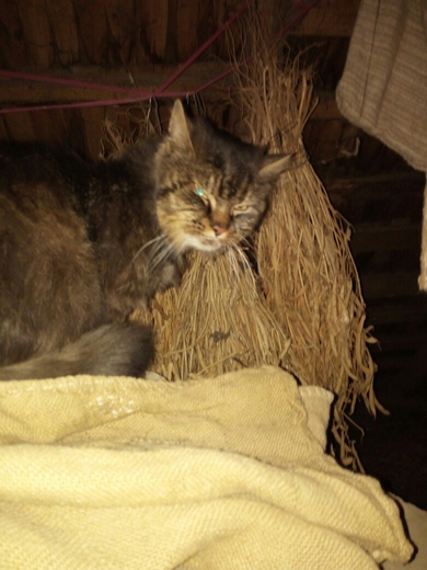 Умному коту очень нужен ДОМ!, фото 2