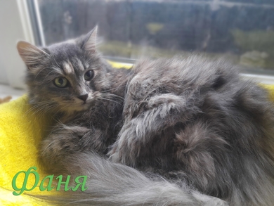 Фаня - самая уютная кошка - ищет дом., фото 2