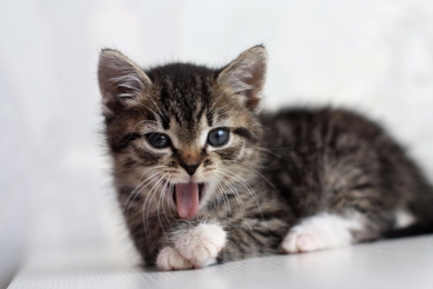 Ласковый котёнок в хорошие руки., фото 2