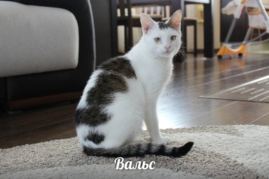 Особенный котик Вальс для особенного человека!, фото 4