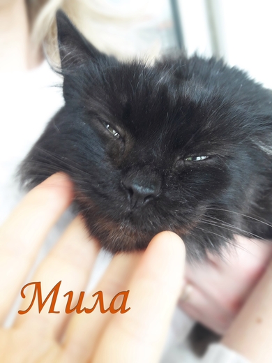 Мила - молоденькая кошечка 1-1,5 года., фото 2