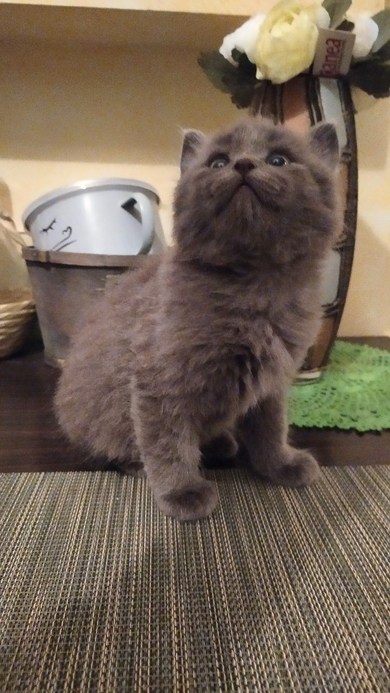 Красивые котята