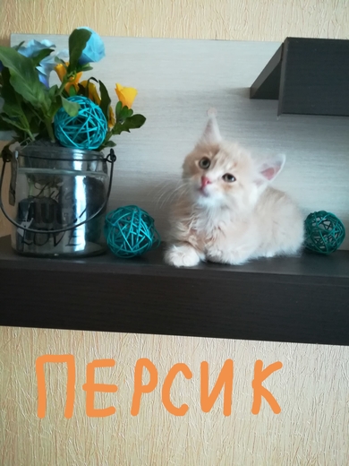 Три маленьких носа ищут дом!, фото 3
