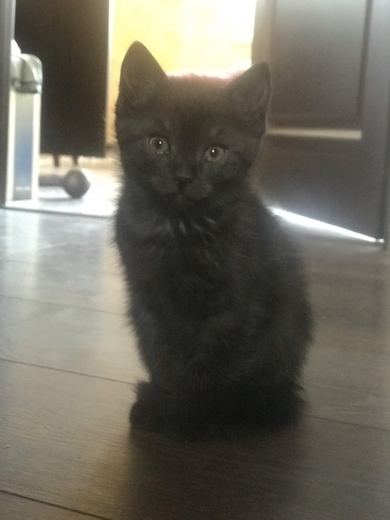 Милейшие котята ищут дом, фото 2