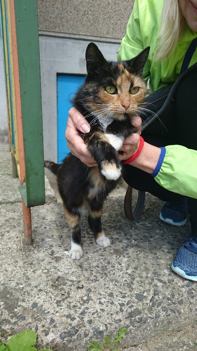 Маленький котёнок ищет дом со своей молодой мамой., фото 3