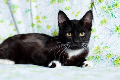 Черно-белый котенок в дар, фото 2