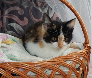 котёнок