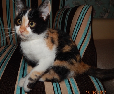 котёнок