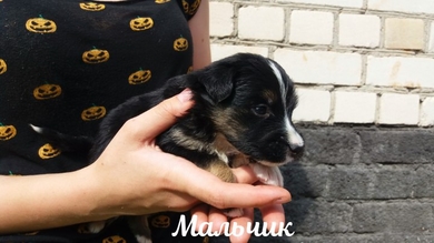 Крохотулечки ищут родителей!!!, фото 3
