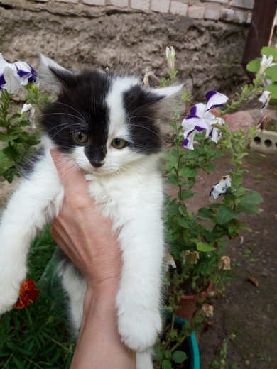 Отдам котёнка ответственным людям.