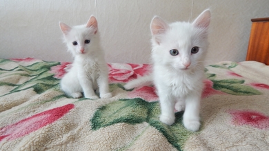 Котята ищут дом!