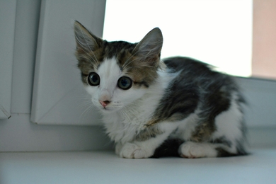 Котёнок в добрые руки!, фото 2
