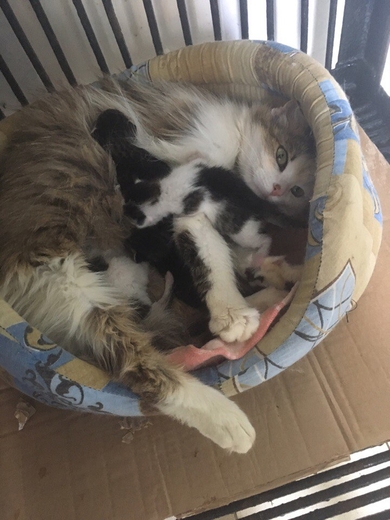 Нужна передержка кошке с котятами, фото 2