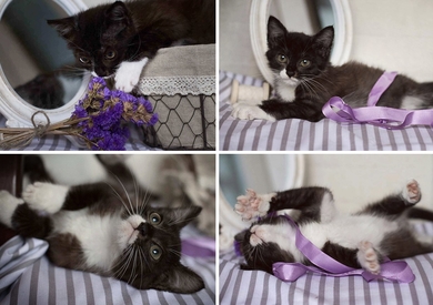 Котенок-девочка ищет дом!