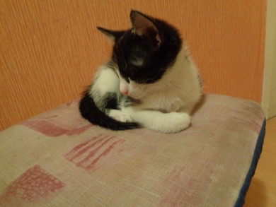Отдам котёнка в добрые руки.