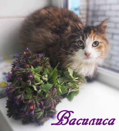 Очаровательная Василиса- девочка с перчинкой!, фото 2