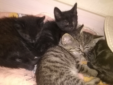 Ищут заботливые и любящие ручки котята.