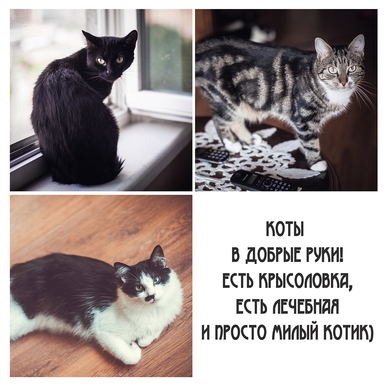 В добрые руки отдаются молодые кошки и котик.