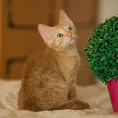 Котёнок рыжий в ответственные руки.