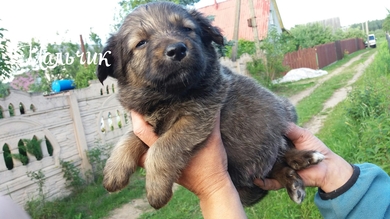 Щенки СРОЧНО ищут ДОМ!