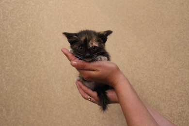 Милые котята ищут дом!