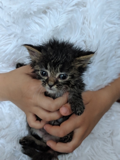 Очень красивые котята в дар, фото 4