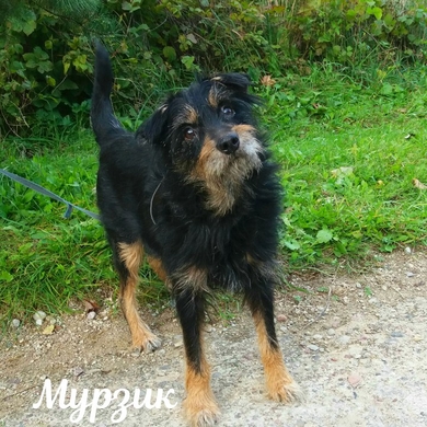 Мурзик ищет новый  дом!!!