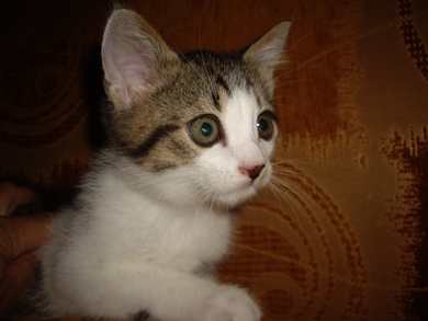Котёнок в добрые руки!