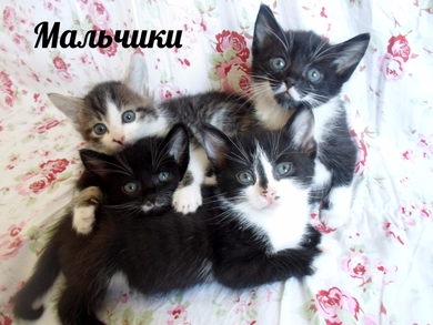 Обворожительные ребятишки ищут себе родителей!