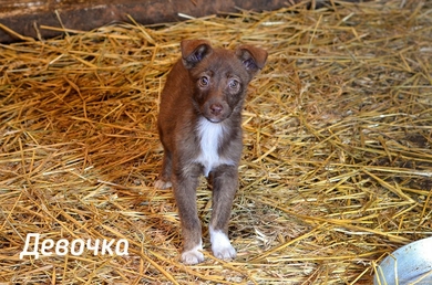 СРОЧНО!!! СОС!!! Малыши ищут дом или передержку!!!, фото 4
