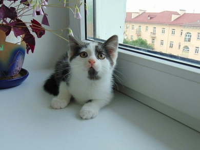 В ответственные руки котёнок., фото 3