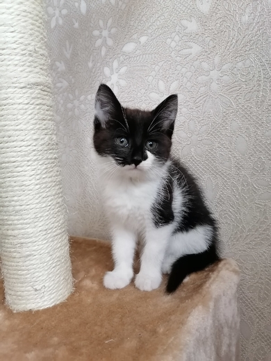 Домашняя кошечка
