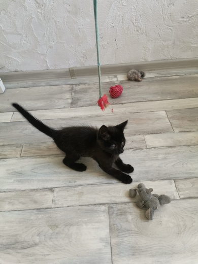 Котенок ищет дом!, фото 2