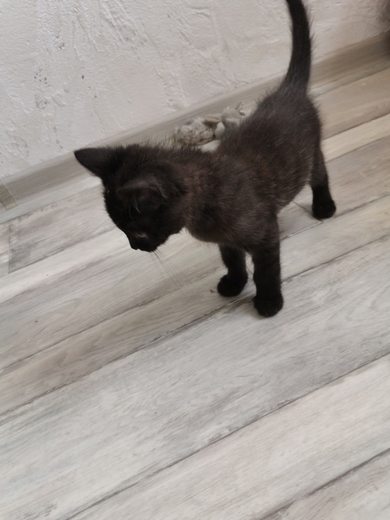 Котенок ищет дом!, фото 3