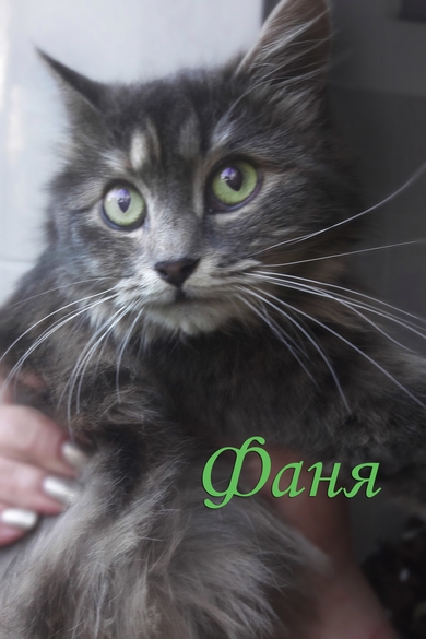 Фаня - самая уютная кошка - ищет дом., фото 3
