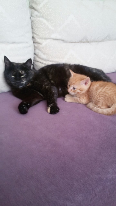 Котята в добрые руки!, фото 4