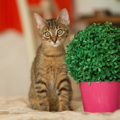 Котёнок лесного окраса в ответственные руки.