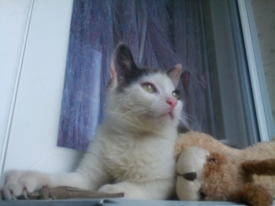 Котёнку Баксу нужны мама, можно без папы., фото 2