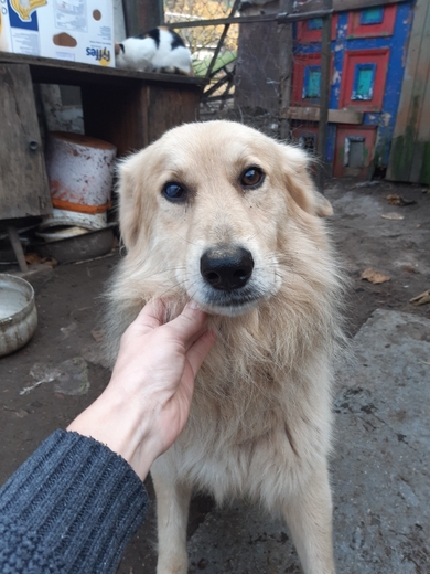 Митяй ищет срочно ДОМ