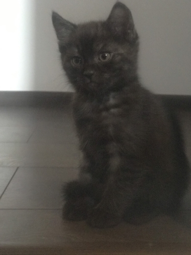 Милейшие котята ищут дом