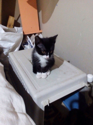 Котята в добрые руки!